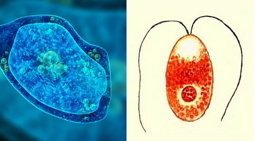 protozoan Parasiten dysenteric amoeba an malaria Plasmodium
