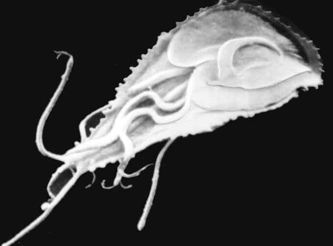 Malarial Plackmodium