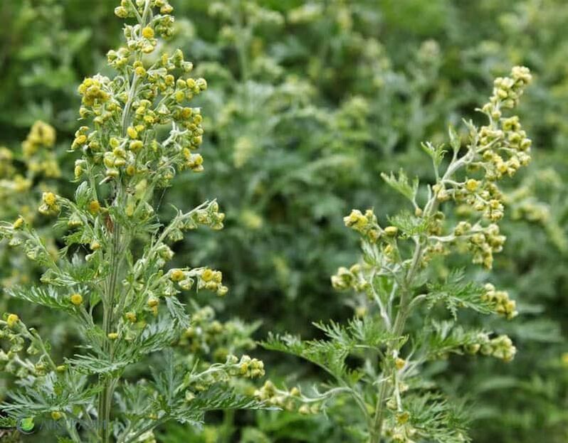 Bitter Wormwood vu Parasiten