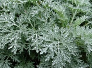 Wormwood géint Würmer