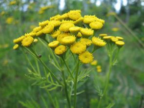 Tansy fir d'Entfernung vu Parasiten aus dem Kierper